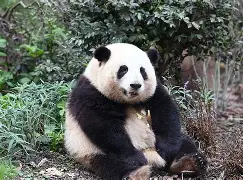 猫坐车表情包-开云官方入口