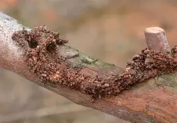 蛾?捜呑M?C箒お?Po@哱鎗C-开云官方入口